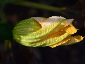 美容养颜植物——自然之美，从植物中寻找 美容养颜的食物有哪些种